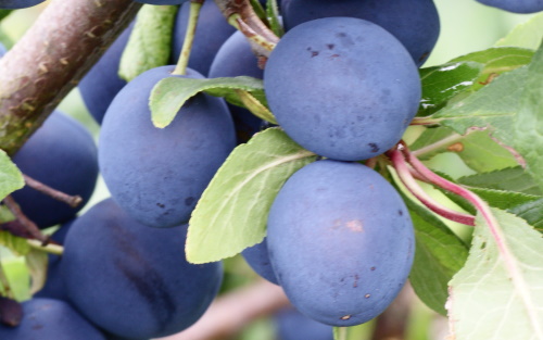 Langley Damson