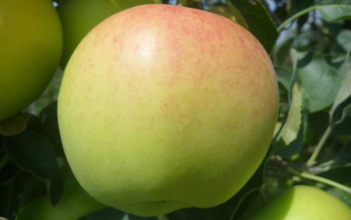 Market Apples — Ecker's Apple Farm