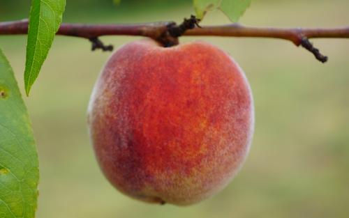 Redhaven Peach / Nectarine