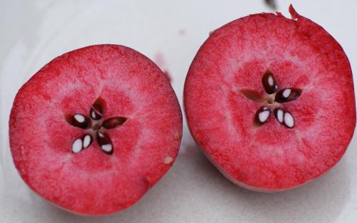 Scarlet Surprise Apple