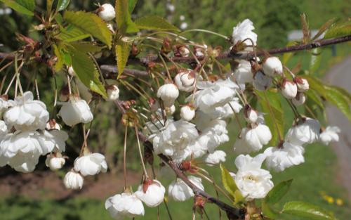 Plena Flowering cherry