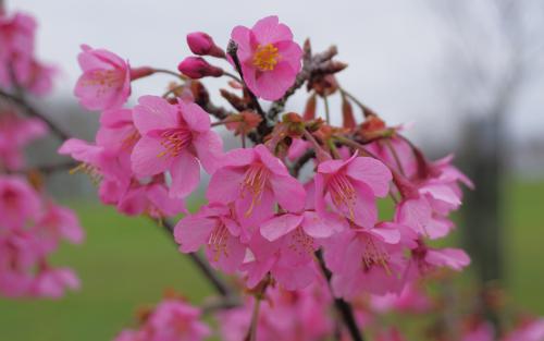 Kursar Flowering cherry