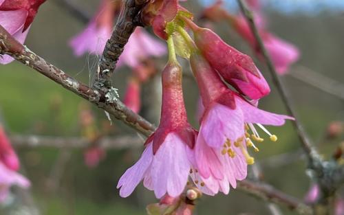Okame Flowering cherry