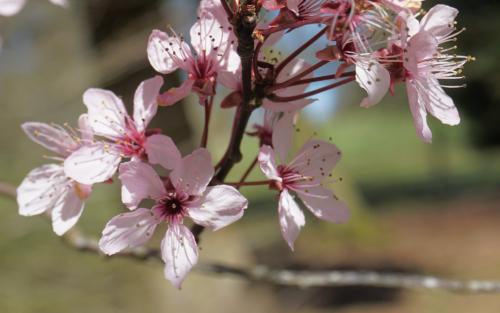 Nigra Flowering cherry
