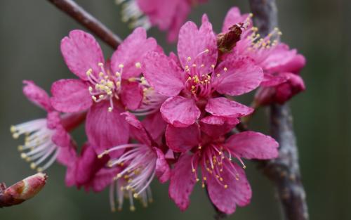 Collingwood Ingram Flowering cherry