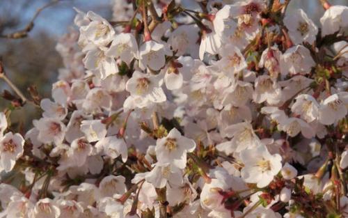 Kojo-no-mai Flowering cherry