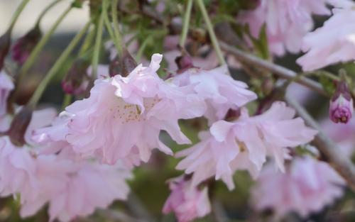 Oshidori Princesse Flowering cherry