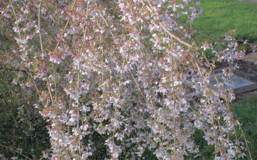 Pendula Flowering cherry