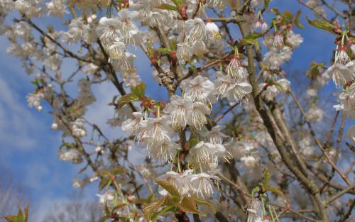 Prunus litigiosa Flowering cherry