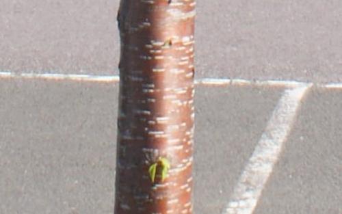 Amber Beauty Flowering cherry