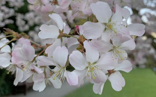 Pandora Flowering cherry