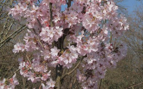 Ascendens Rosea Flowering cherry