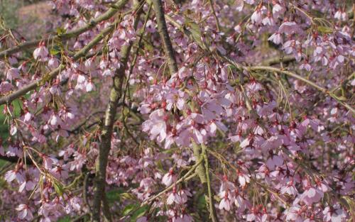Pendula Rubra Flowering cherry