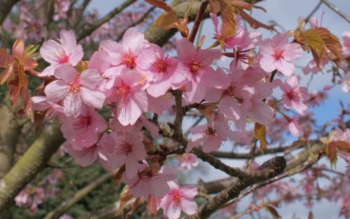 Prunus sargentii Flowering cherry