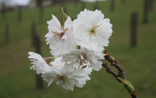 Kobuku-zakura Powder Puff Flowering cherry