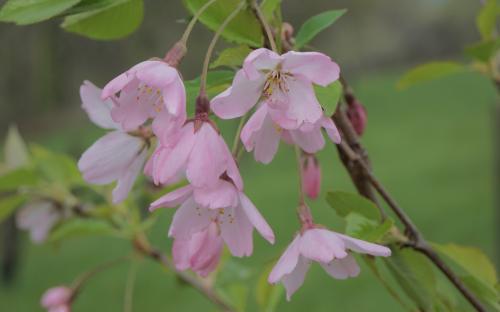 Pink Shell Flowering cherry
