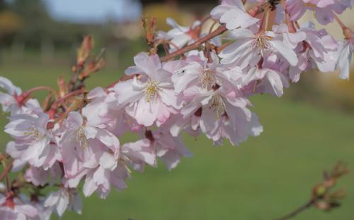 Autumnalis Rosea Flowering cherry