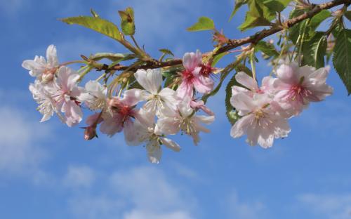 Autumnalis Flowering cherry