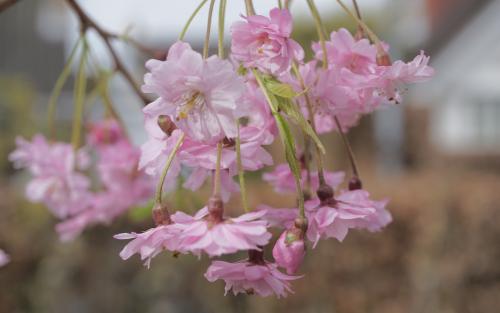 Pendula Plena Rosea Flowering cherry