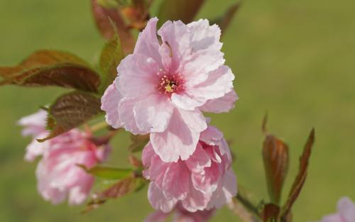 Beni-yutaka Flowering cherry