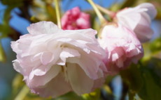 Shogetsu - Blushing Bride Flowering cherry