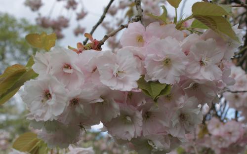 Ichiyo Flowering cherry