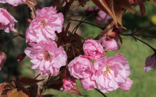 Kanzan Flowering cherry