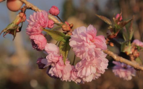 Kiku-shidare-zakura
