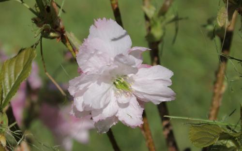 Little Pink Perfection Flowering cherry