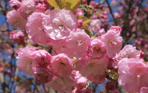 Pink Perfection Flowering cherry