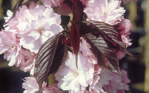 Royal Burgundy Flowering cherry