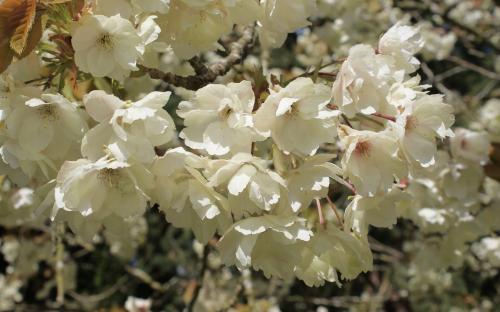 Ukon Flowering cherry