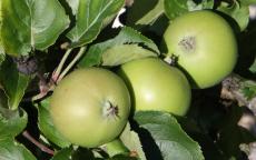 Vilberie Apple