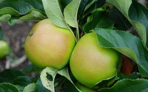 John Apple Crab-apple