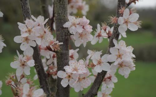 Crimson Pointe Flowering cherry