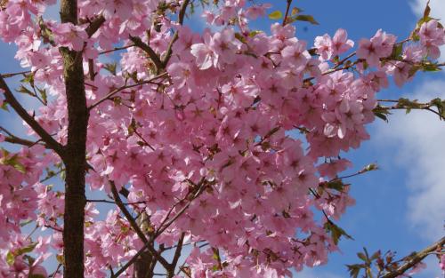 Jacqueline Flowering cherry