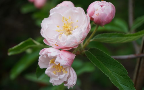Fimbriata Crab-apple