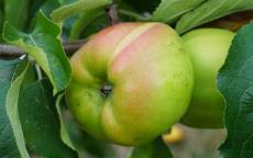 Lady Henniker Apple