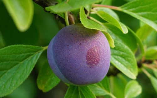 Reine Claude Violette Plum