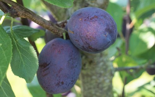 Toptaste Kulinaria Plum