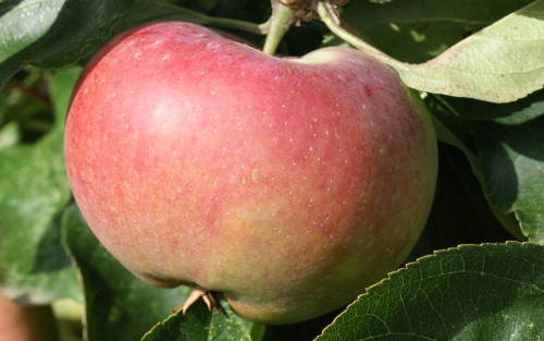 Ontario Apple Varieties - Types of Apples - OAG