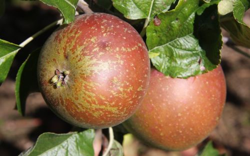 Brown's Seedling Apple