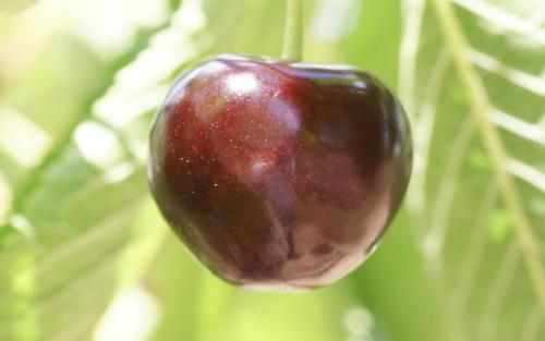 Emperor Francis Cherry