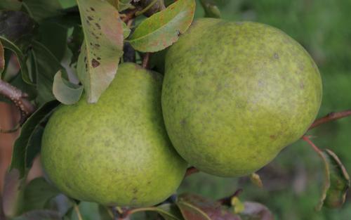 Hacon's Incomparable Pear