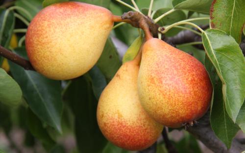 Robin Pear