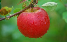 Hamid's Red Pippin Apple