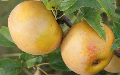 Egremont Russet