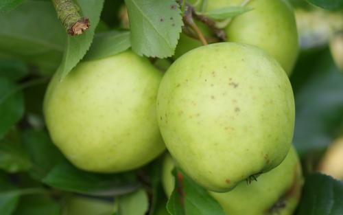 Apple varieties (Red Delicious, Granny Smith, Golden Delicious