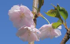 Accolade Flowering cherry
