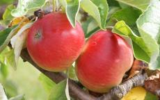 Akane Apple
